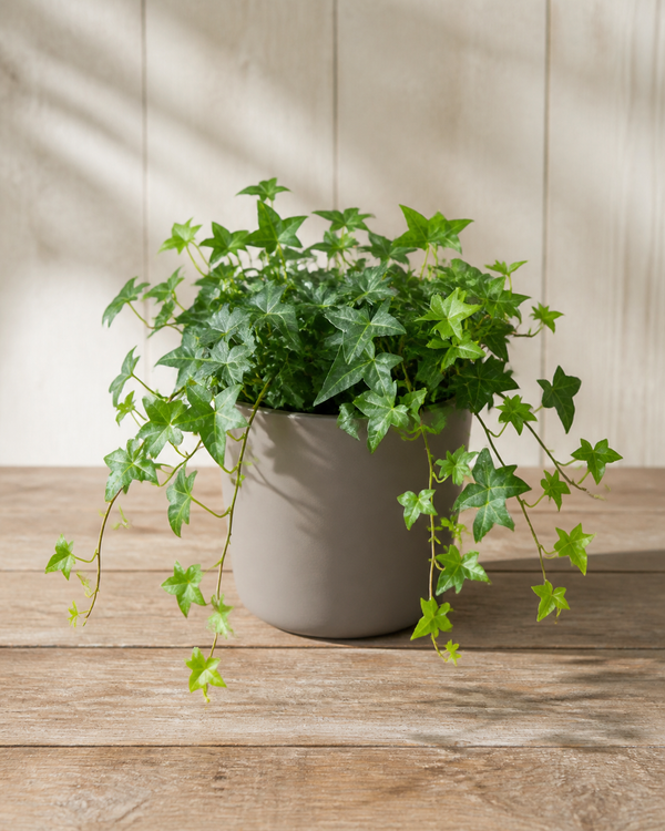 Acalypha Green (Acalypha Wilkesiana)