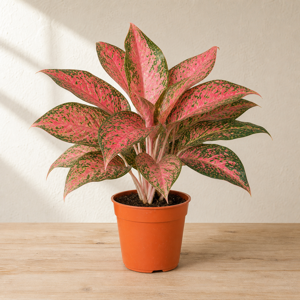 Aglaonema Pink - A beautiful, pink-tinged foliage plant with glossy leaves