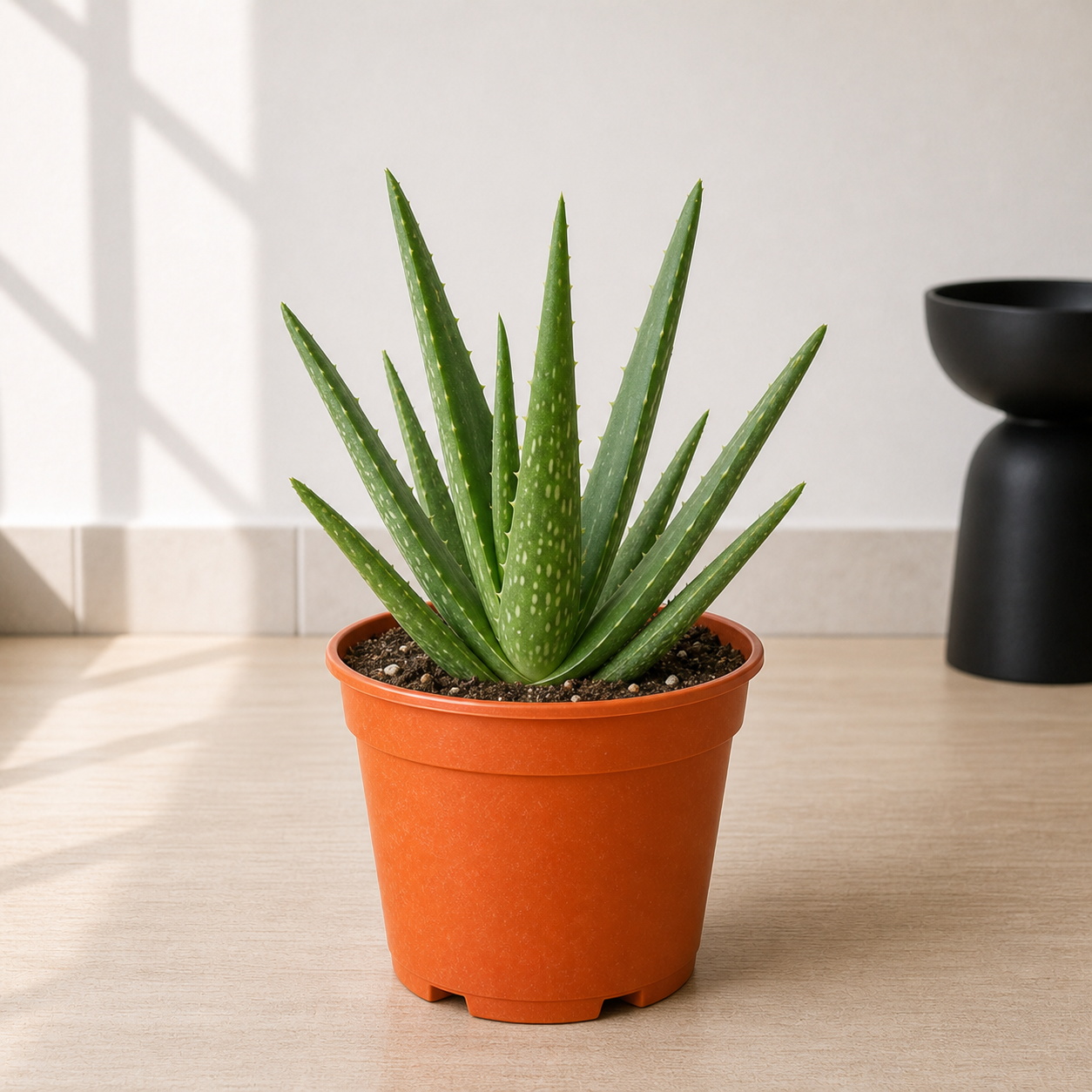 Aloe Vera (Aloe Vera)