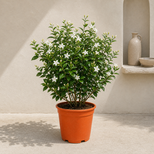 Arabian Jasmine (Jasminum Sambac)
