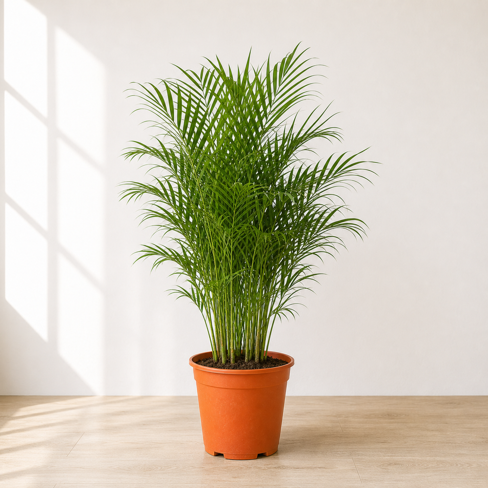Bamboo Palm (Chamaedorea seifrizii)