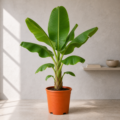 Banana Plant (Musa Paradisiaca)