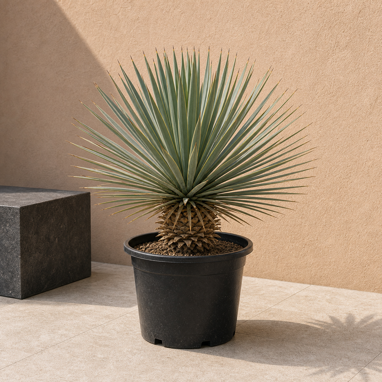 Beaked Yucca