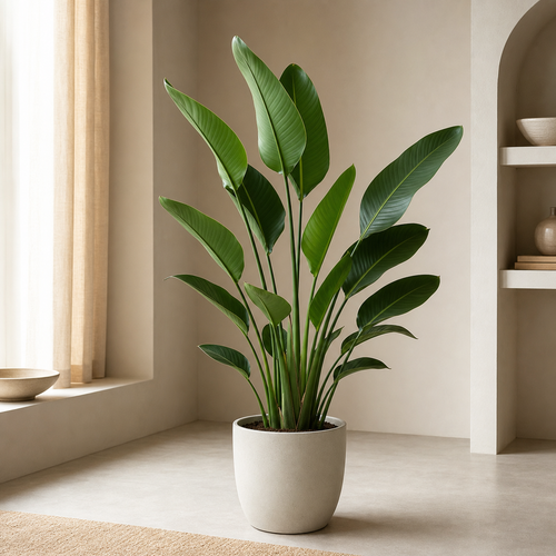 Bird Of Paradise (Strelitzia Reginae)