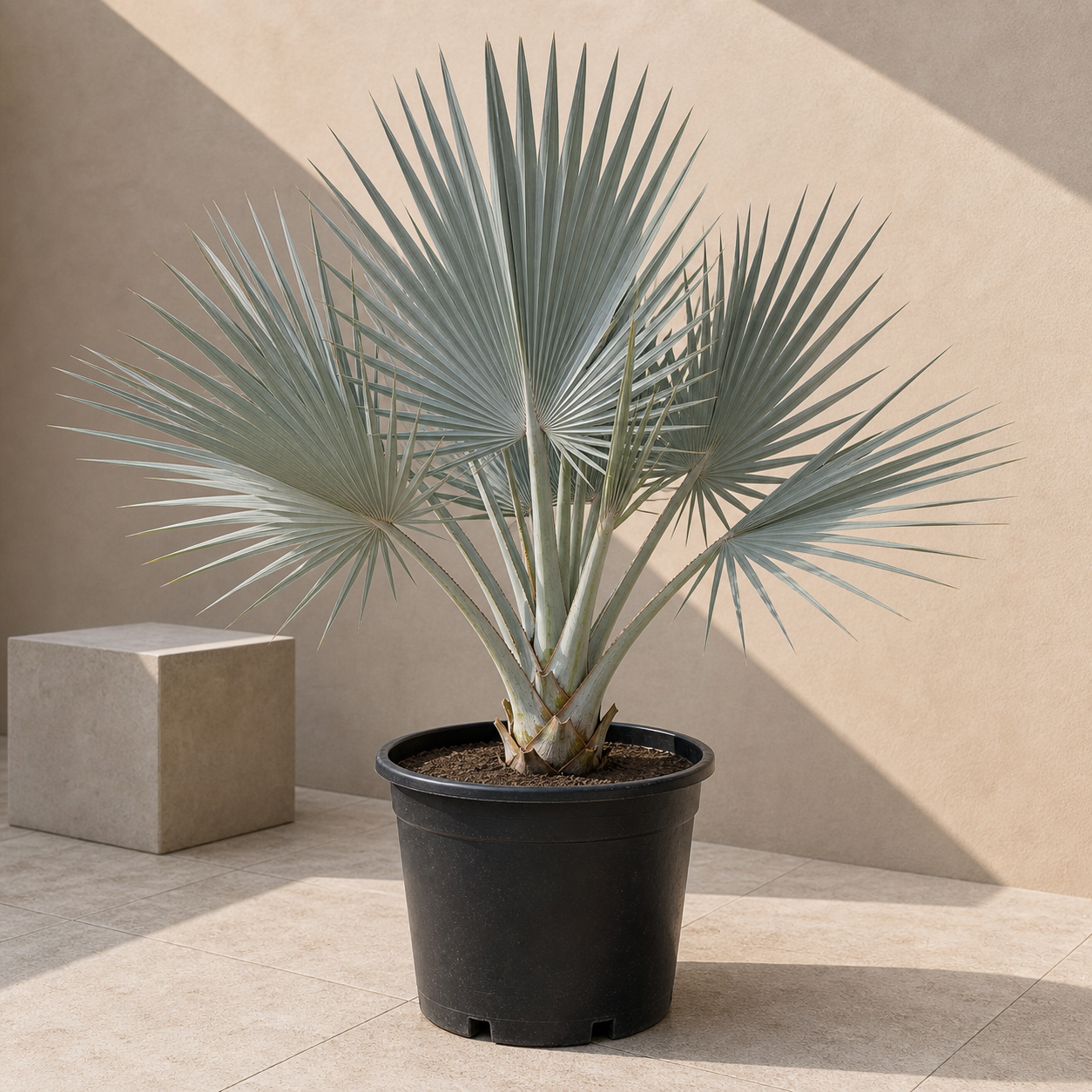 Bismark Palm