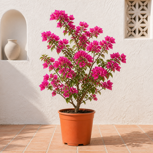 Bougainvillea (Bougainvillea Glabra)