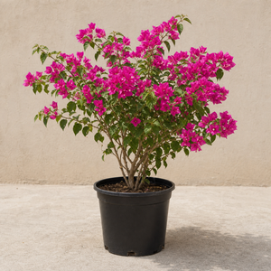 Bougainvillea Bushy (Bougainvillea Glabra )
