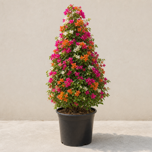 Bougainvillea Cone Multicolored (Bougainvillea Glabra Cone)