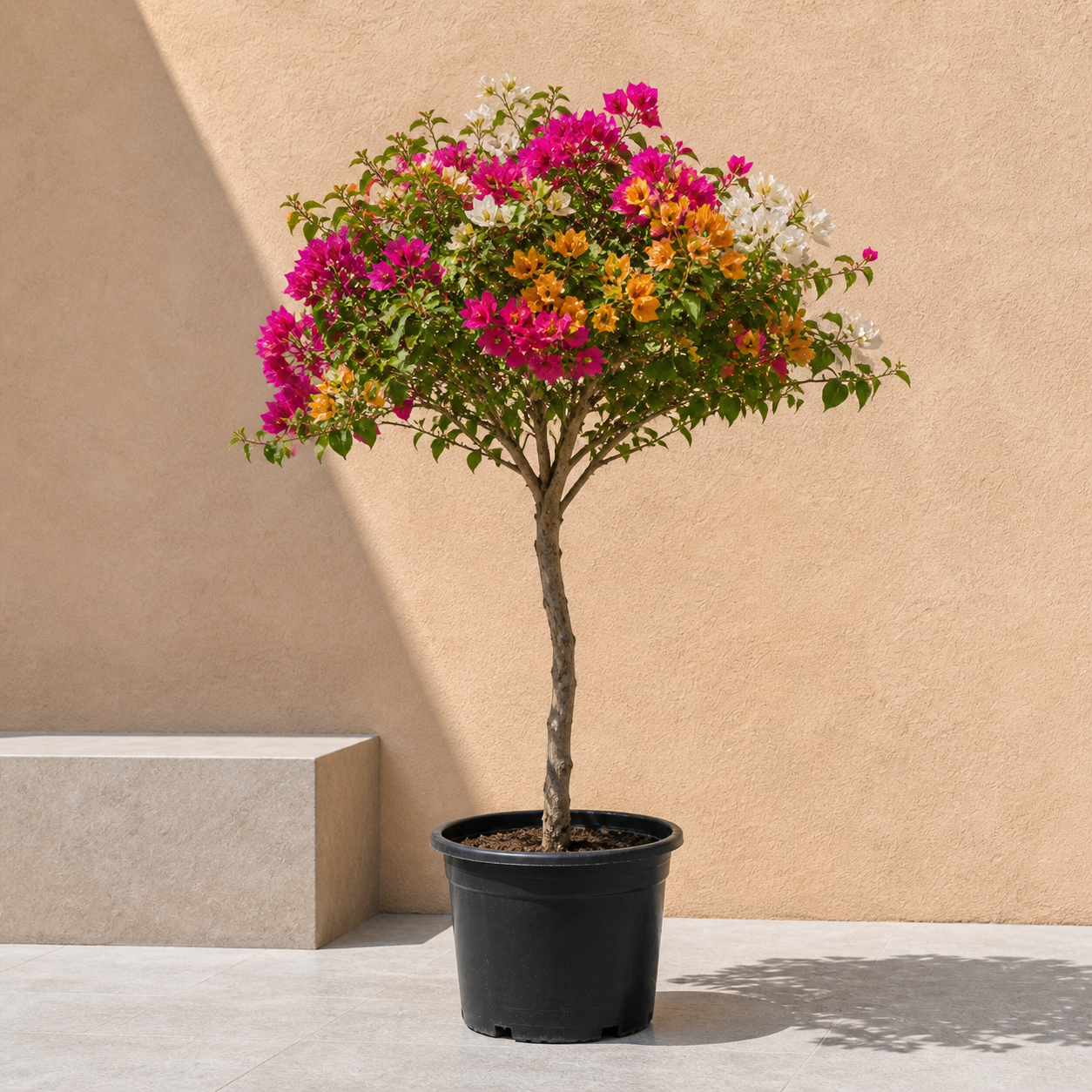 Bougainvillea Tree Multicolored