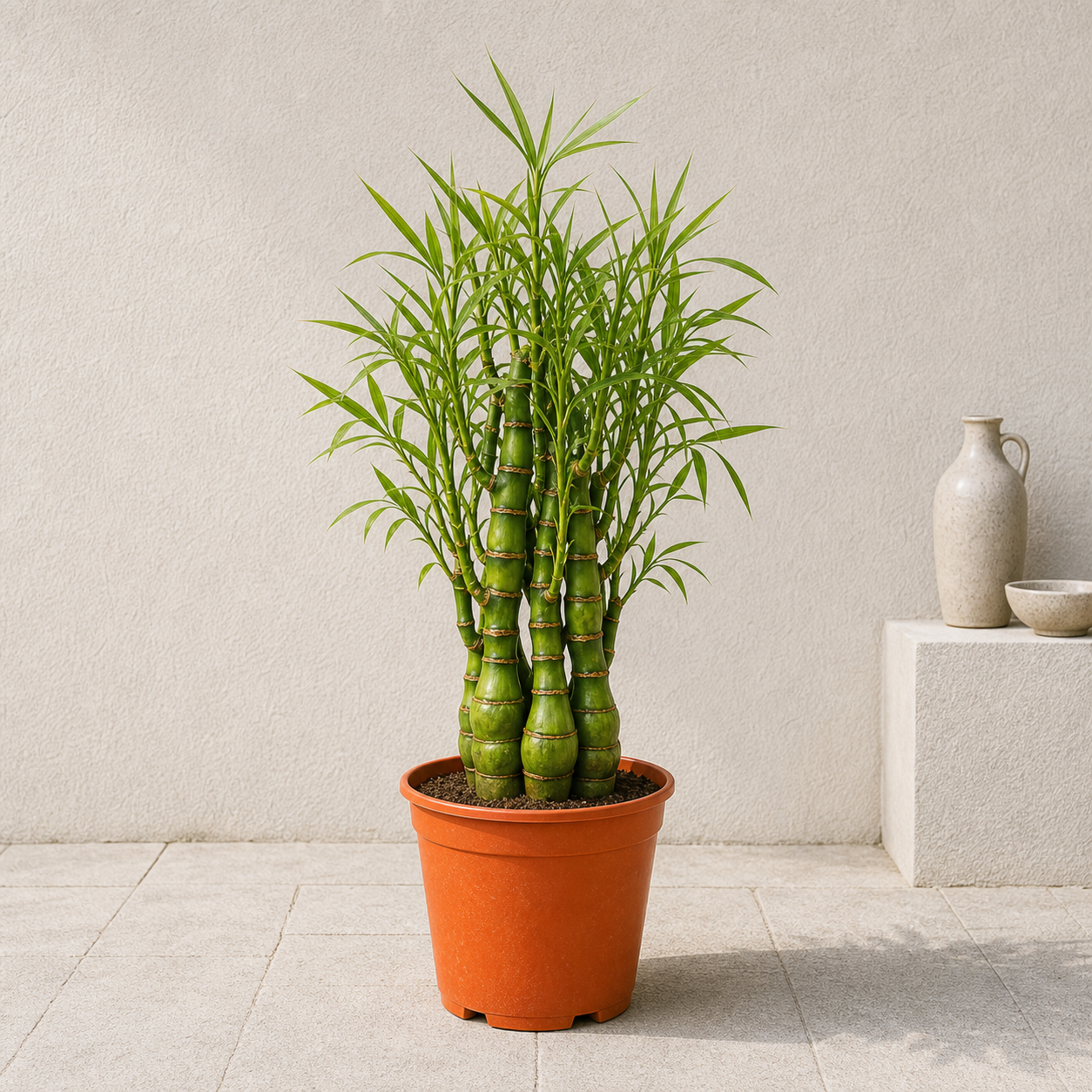 Buddha's Belly Bamboo