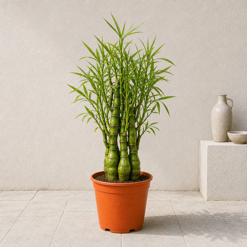 Buddha's Belly Bamboo (Bambusa Ventricosa)