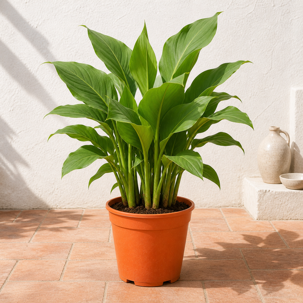 Canna Green