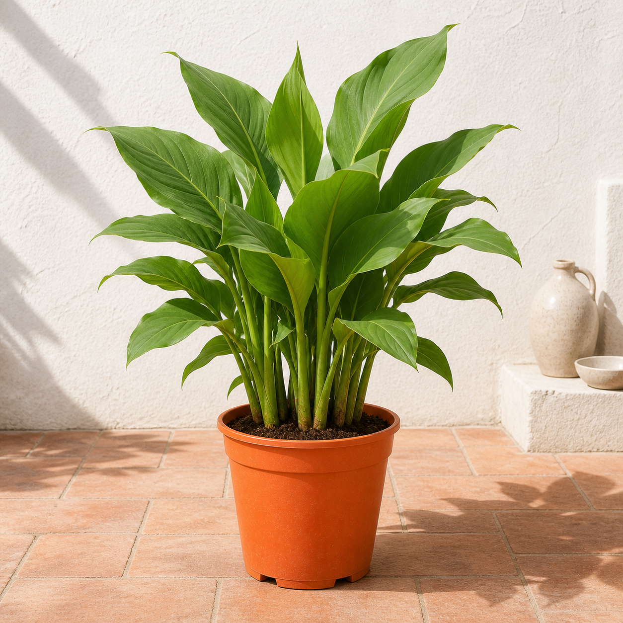 Canna Green