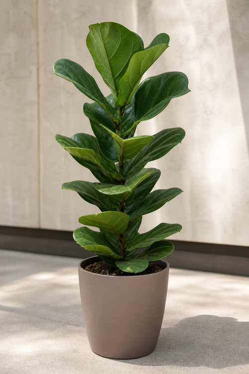 Cast Iron Plant (Aspidistra elatior)