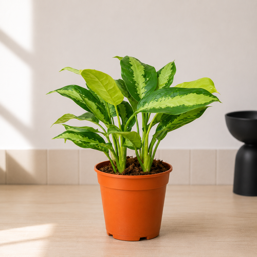 Aglaonema Pattaya Beauty