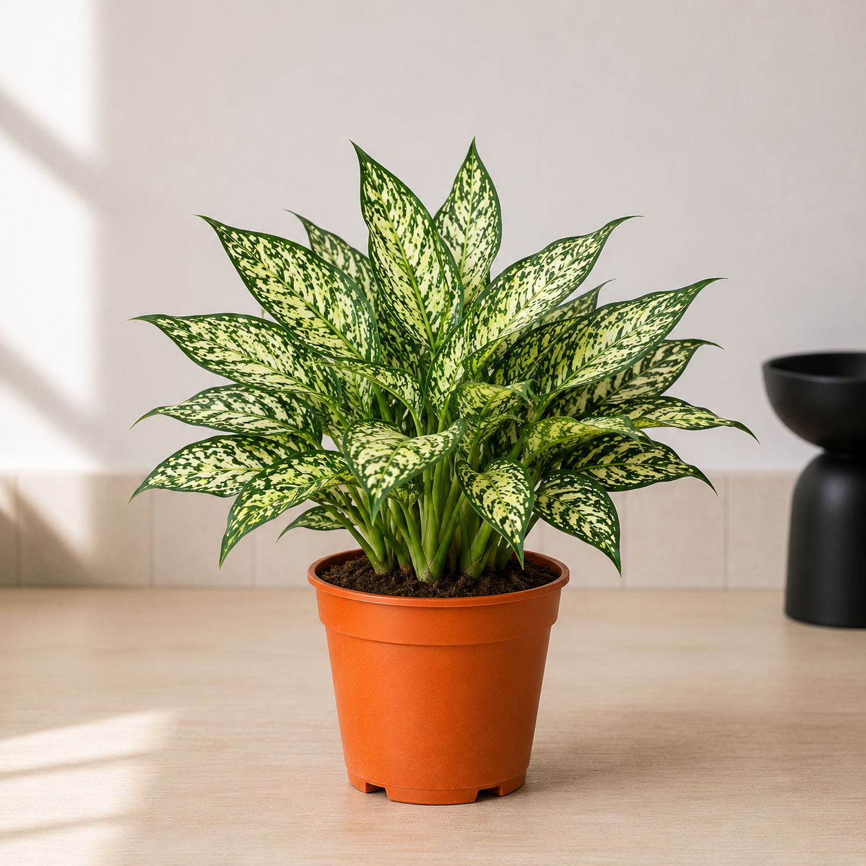 Chinese Evergreen