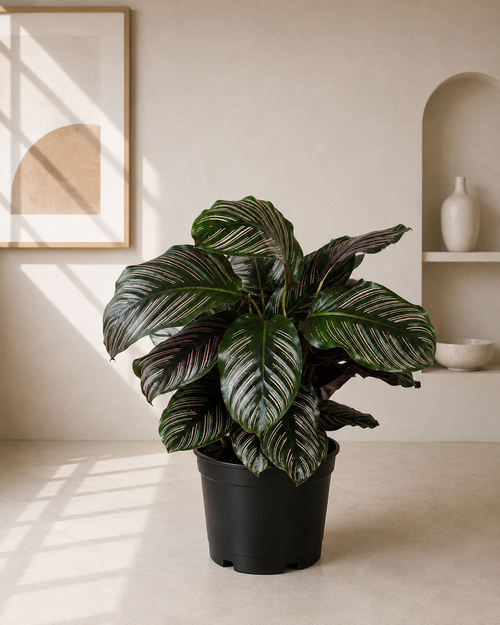 Calathea Orbifolia