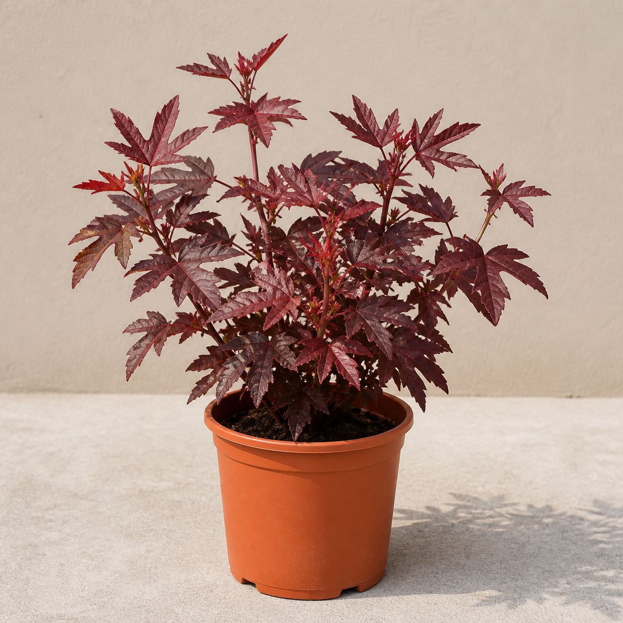 Cranberry Hibiscus