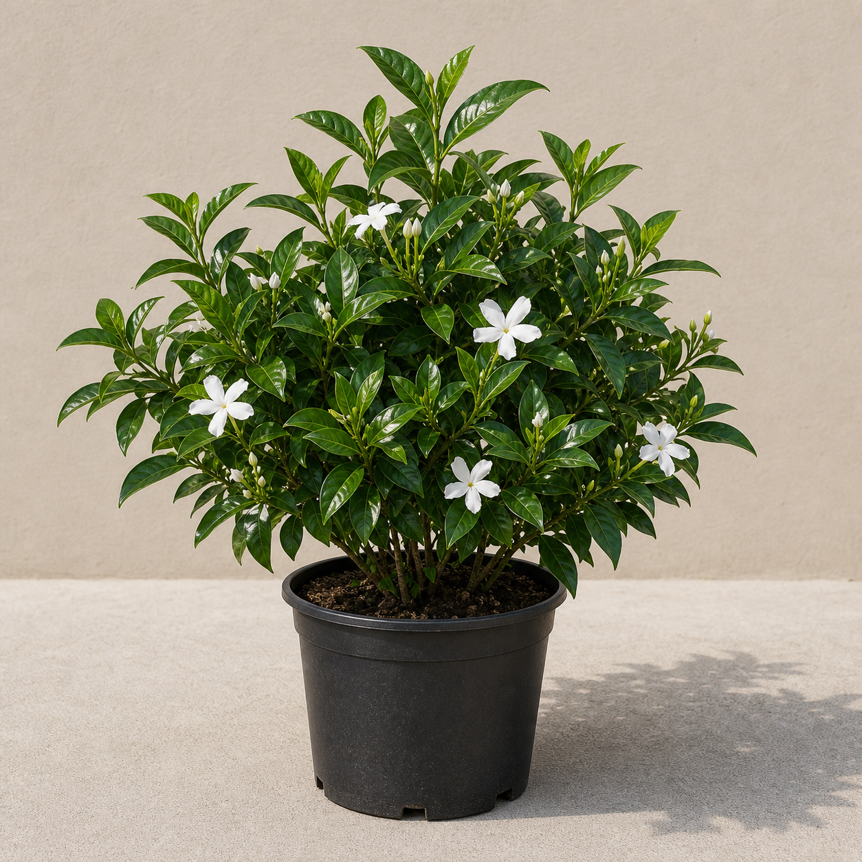 Crepe Jasmine