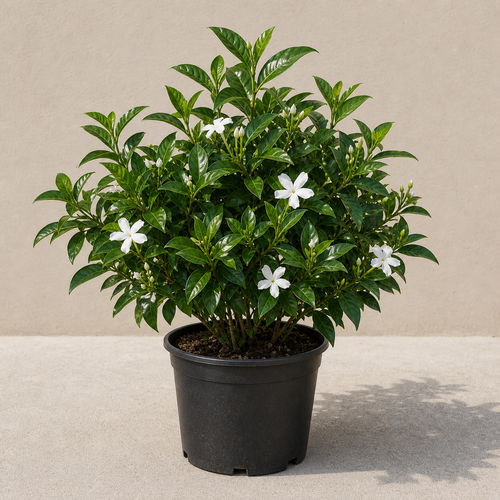 Crepe Jasmine (Tabernaemontana Divaricata)