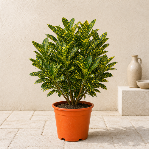 Croton Goldust (Codiaeum Variegatum)