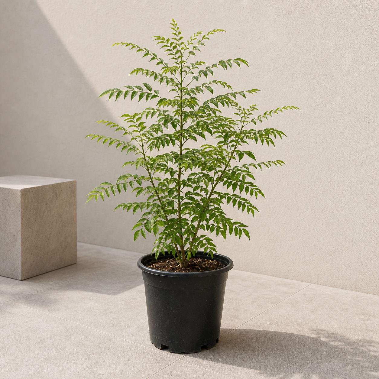 Curry Leaves Plant