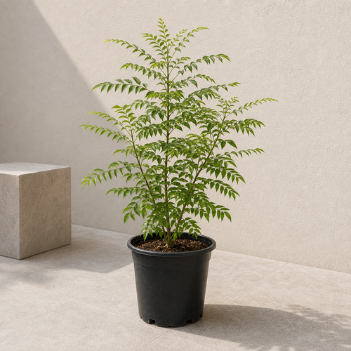 Curry Leaves Plant (Curry Leaves)