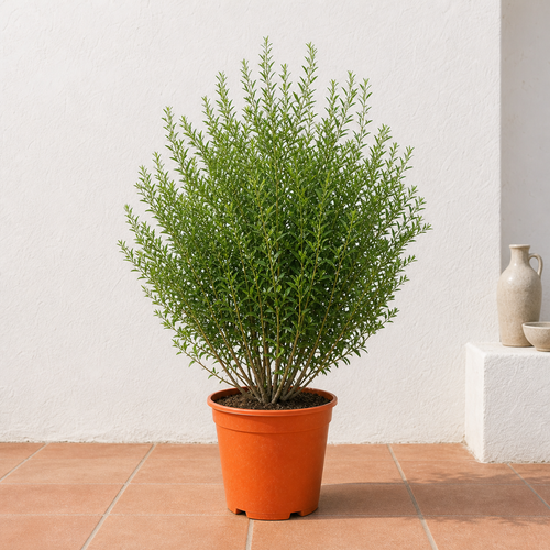 Damas (Conocarpus Erectus)