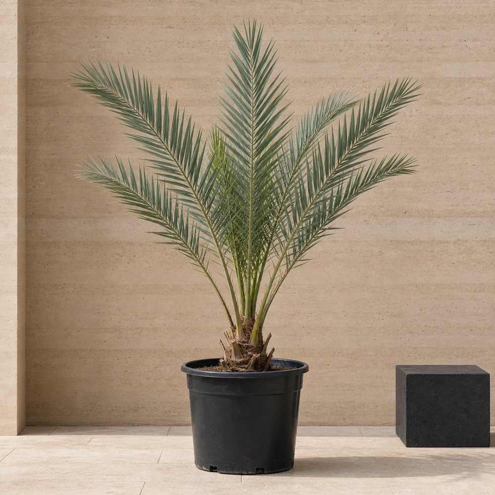 Date Palm