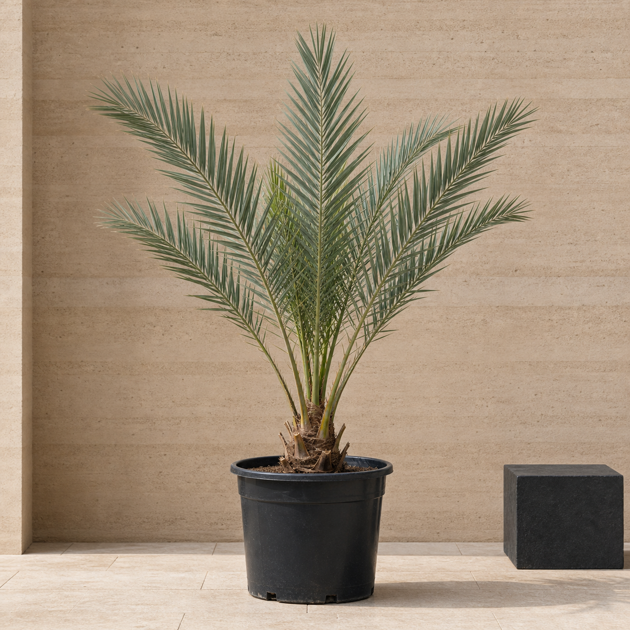 Date Palm