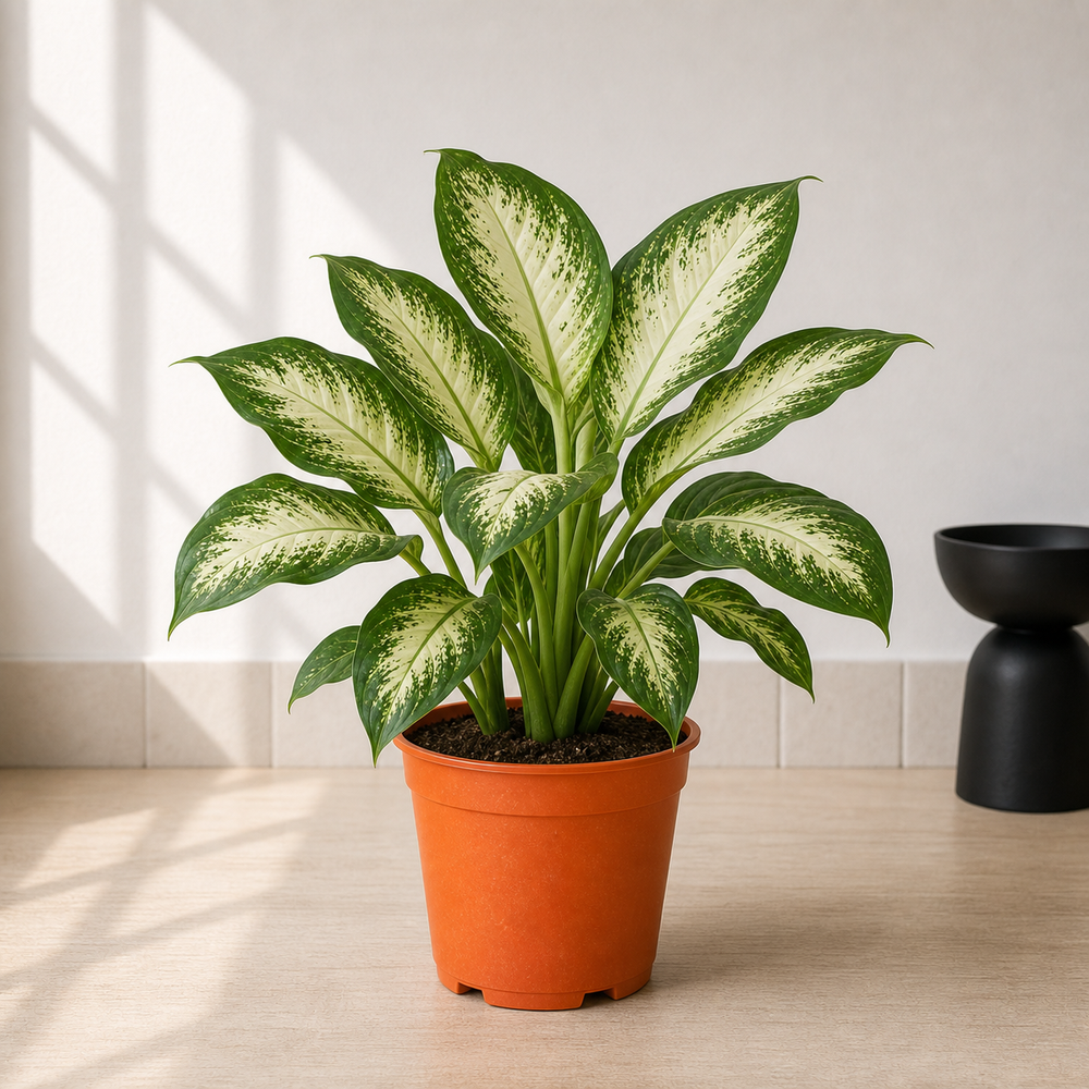 Dieffenbachia Tropic Snow