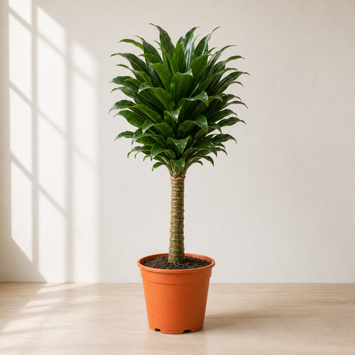 Dracaena Compacta Head