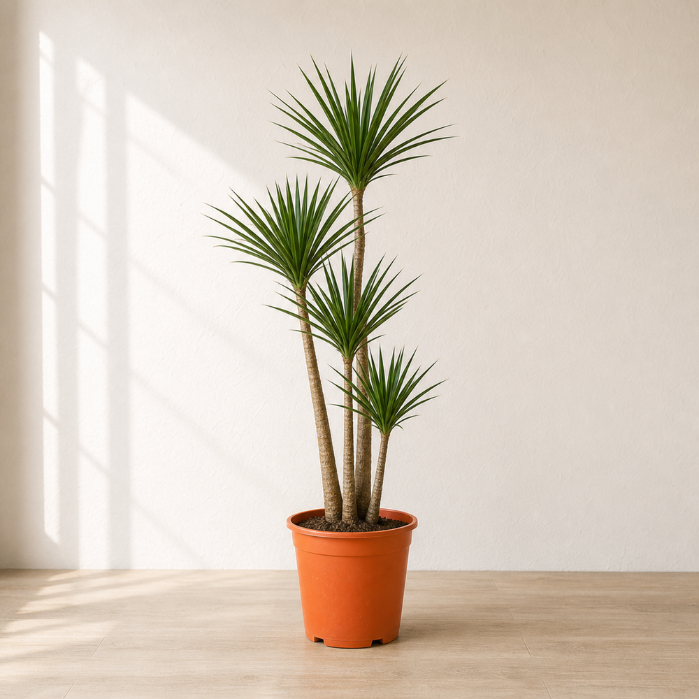 Dracaena Draco Multistem (Dracaena Draco)
