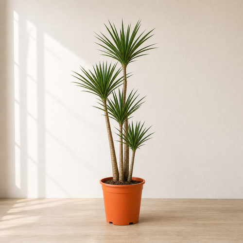 Dracaena Draco Multistem (Dracaena Draco)