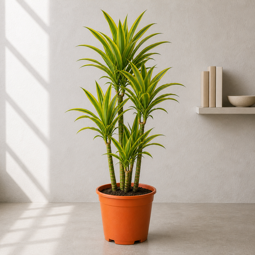 Dracaena Lemon Lime