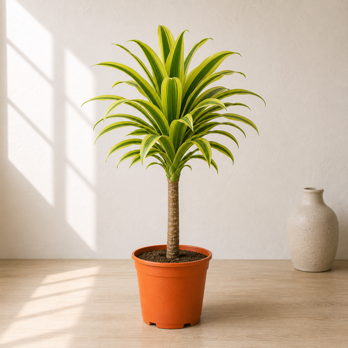 Dracaena Lemon Lime Head (Head)