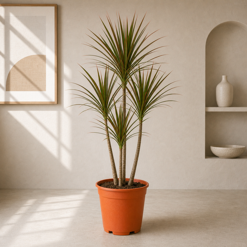Dracaena Marginata