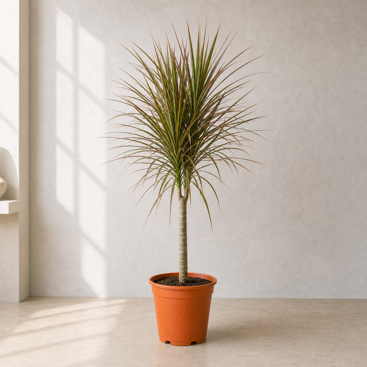 Dracaena Marginata Head