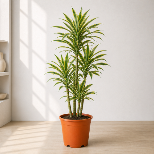 Dracaena Warneckii