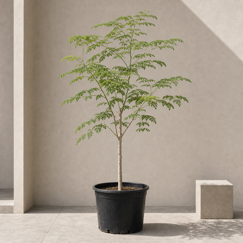 Drumstick Tree (Moringa Oleifera)