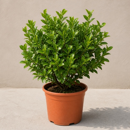 Dumdum (Clerodendrum Inerme)