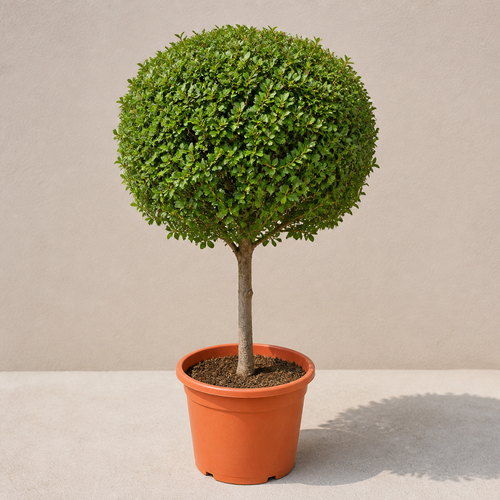 Ehretia Ball (Ehretia Microphylla)