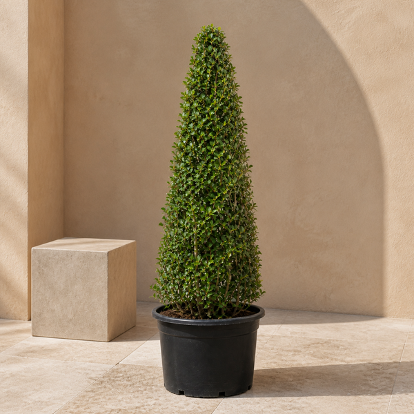 Ehretia Cone (Ehretia Microphylla)
