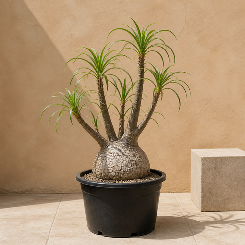 Elephant Foot Tree (Beaucarnea Recurvata)