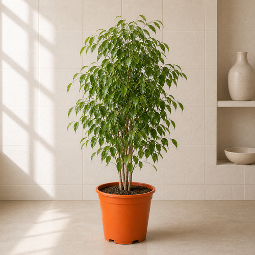 Ficus Benjamina (Ficus Benjamina)