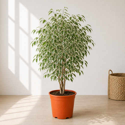 Ficus Benjamina Starlight (Ficus Benjamina Variegated)