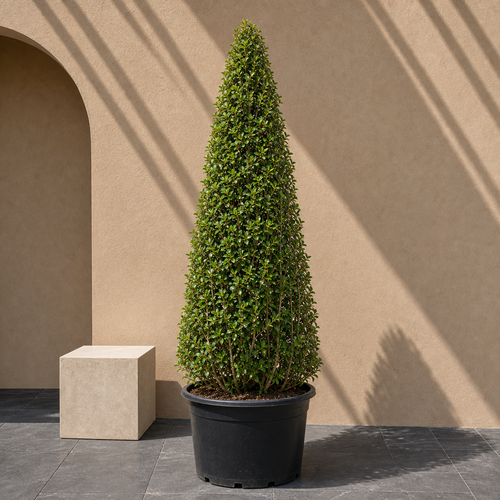 Ficus Nitida Cone (Ficus Nitida)
