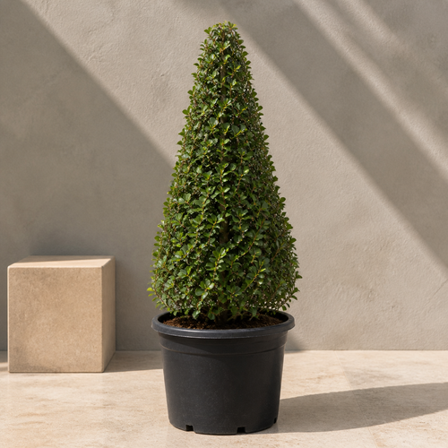 Ficus Panda Cone (Ficus Diversifolia)