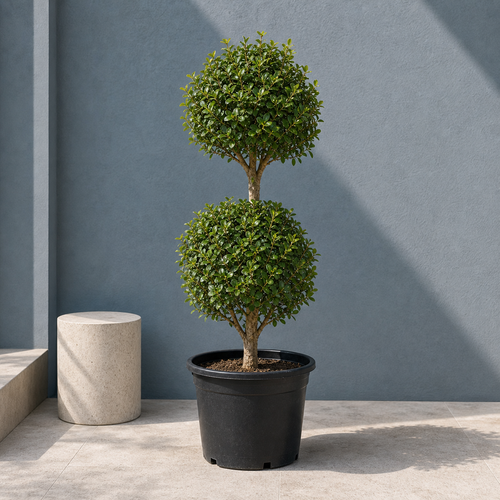 Ficus Panda Double Head (Ficus Diversifolia)