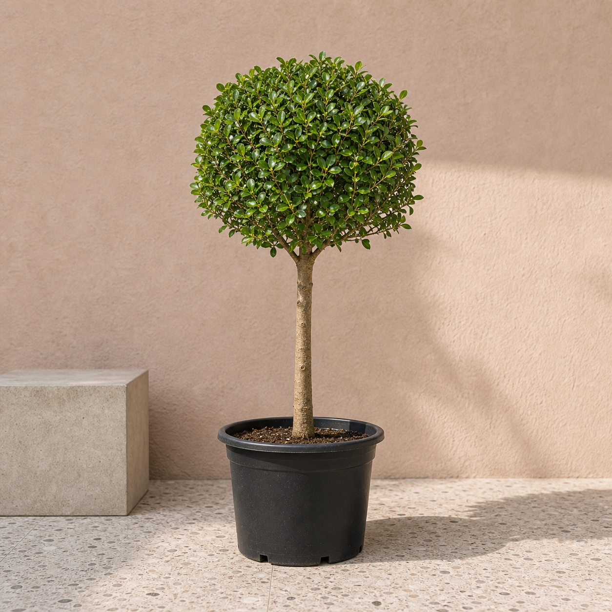 Ficus Panda Single Head